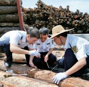 海南洋浦口岸：全国首次截获带木蠹象